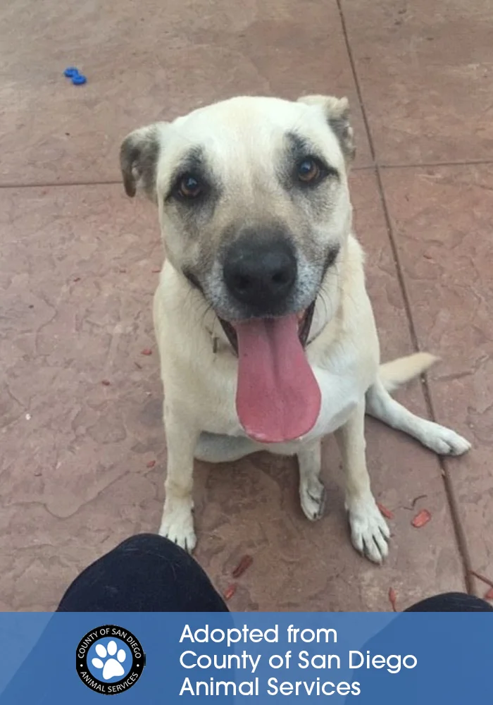 ๐ถ of Ofelia B. Valdez-Najar, Department of Animal Services