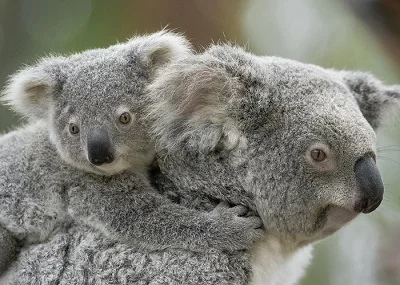 Photo Credit: San Diego Zoo