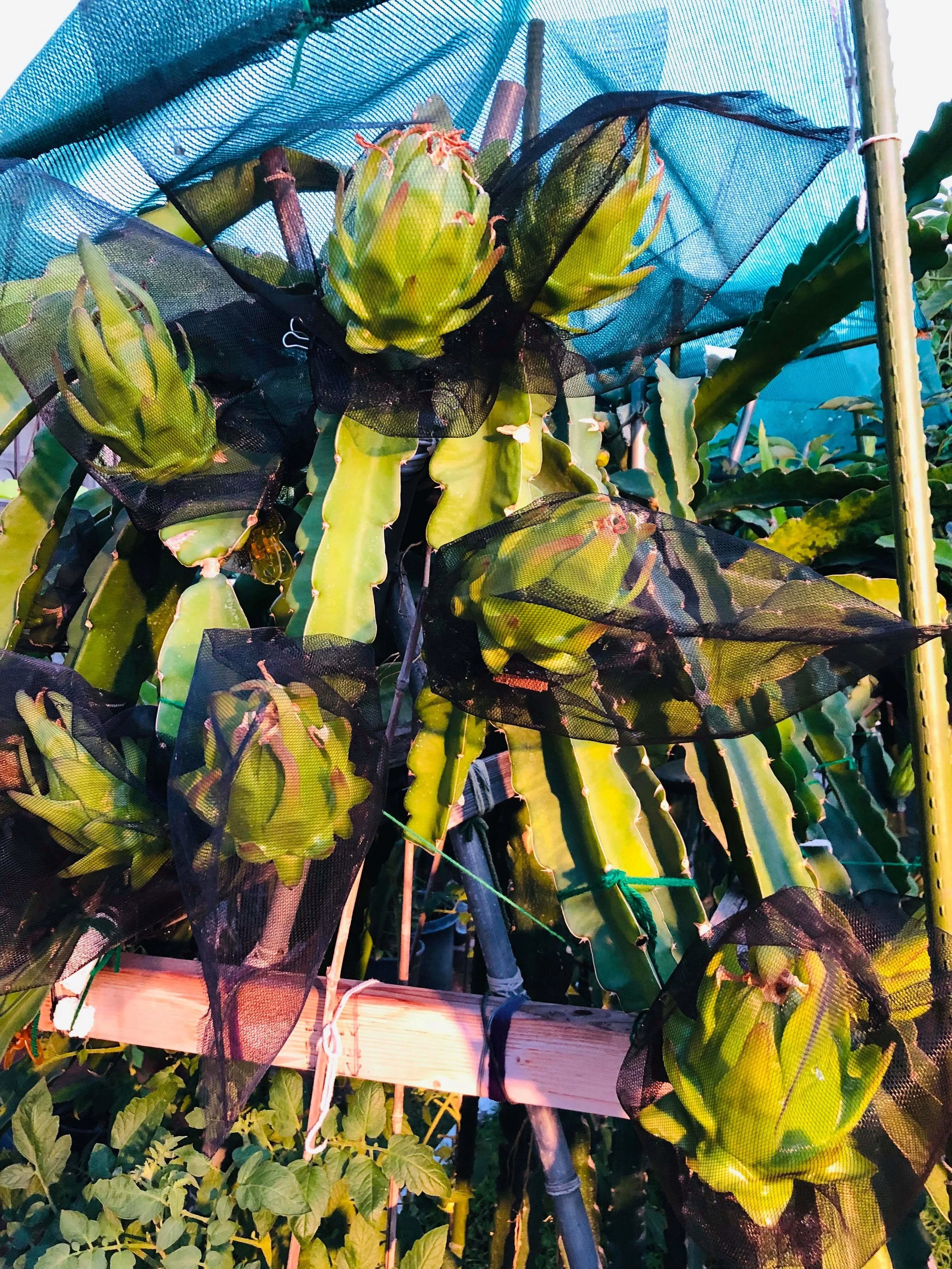 Joann Fang, Department of Environmental Health, Grows Dragon Fruit.