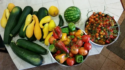 Stephen Amberg, Air Pollution Control District, grows various squash, zucchini, watermelon, Tomatoes and a variety of peppers