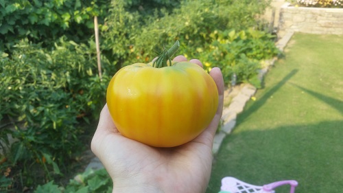 Stephen Amberg, Air Pollution Control District, grows tomatoes