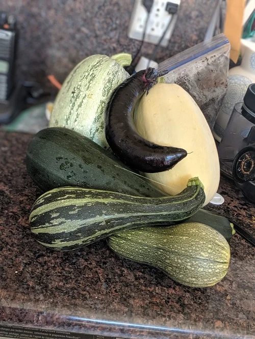 Alex Oribello, Land Development, PDS, Grows Squash