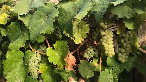 Beatrice Lömer, CalFresh Healthy Living Specialist, grows grapes