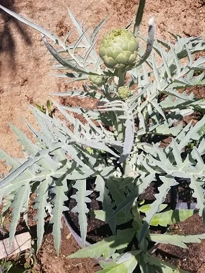 Erica Osuna Johnson, Public safety group, grows artichokes