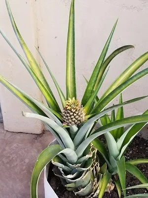 Erica Osuna Johnson, Public safety group, grows Pineapples
