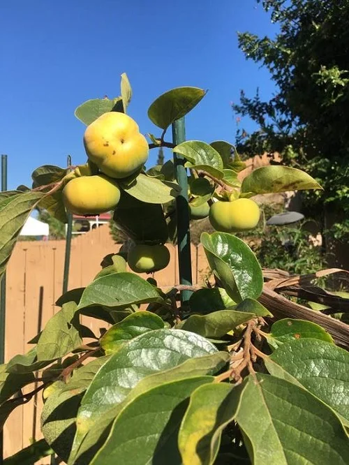 Nanette Encarnacion, DPW, grows persimmons