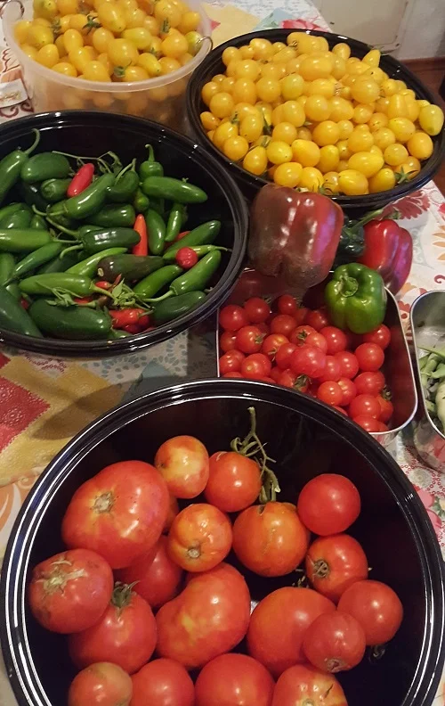 Virginia Exner, Human Resources, grows Tomatoes, cucumbers, peppers, green beans, broccoli, cauliflower, radishes, carrots and herbs