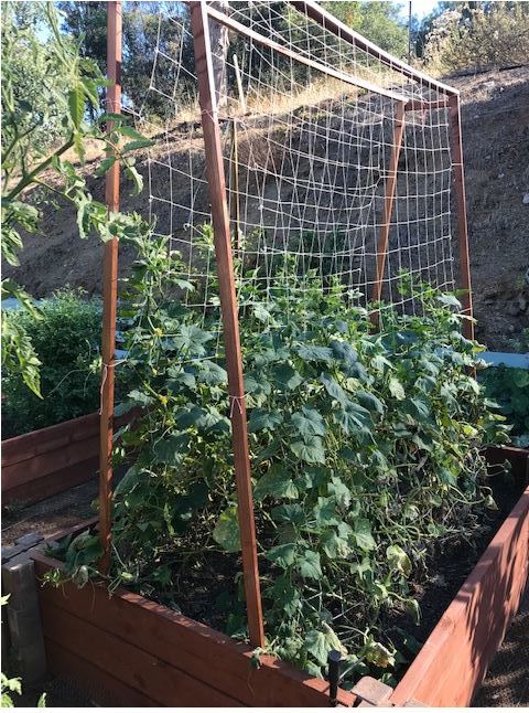 Nicole Goss, Ag, Weights and Measures, grows cucumbers