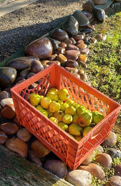 Harold Randolph, First 5 San Diego, grows guavas