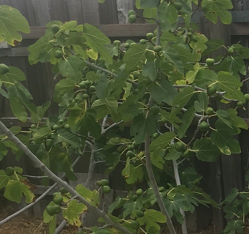 Jacqueline Muro, Assessor/Recorder/County Clerk, grows figs