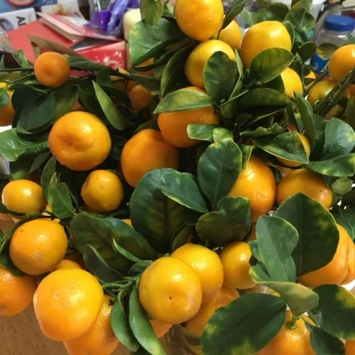Mae Tat, Child Welfare SErvices, Grows Kumquats