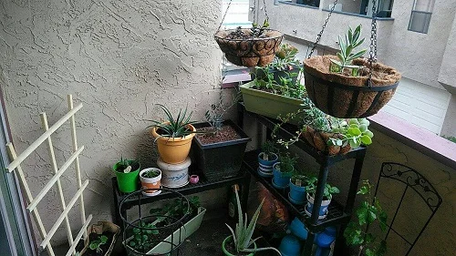 Elizabeth miller, clerk of the board, has an herb garden on her patio