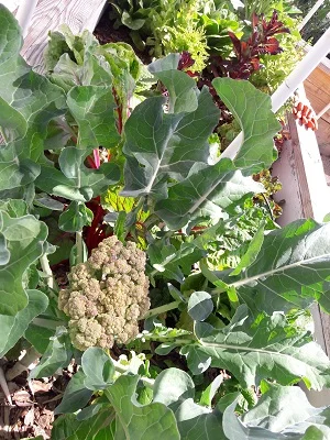 Lisa Futrell-Williams, child welfare services, grows cauliflower