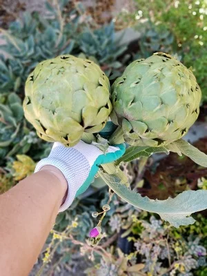 Kyle Leonard, Child Welfare Services, grows Artichokes