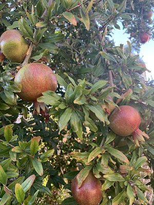 Vanessa Perez, Auditor & Controller, grows Pomegranate