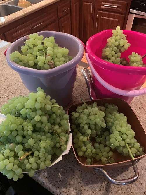 Alfredo Villalba, BHS Children Youth and Families - Camino, grows grapes