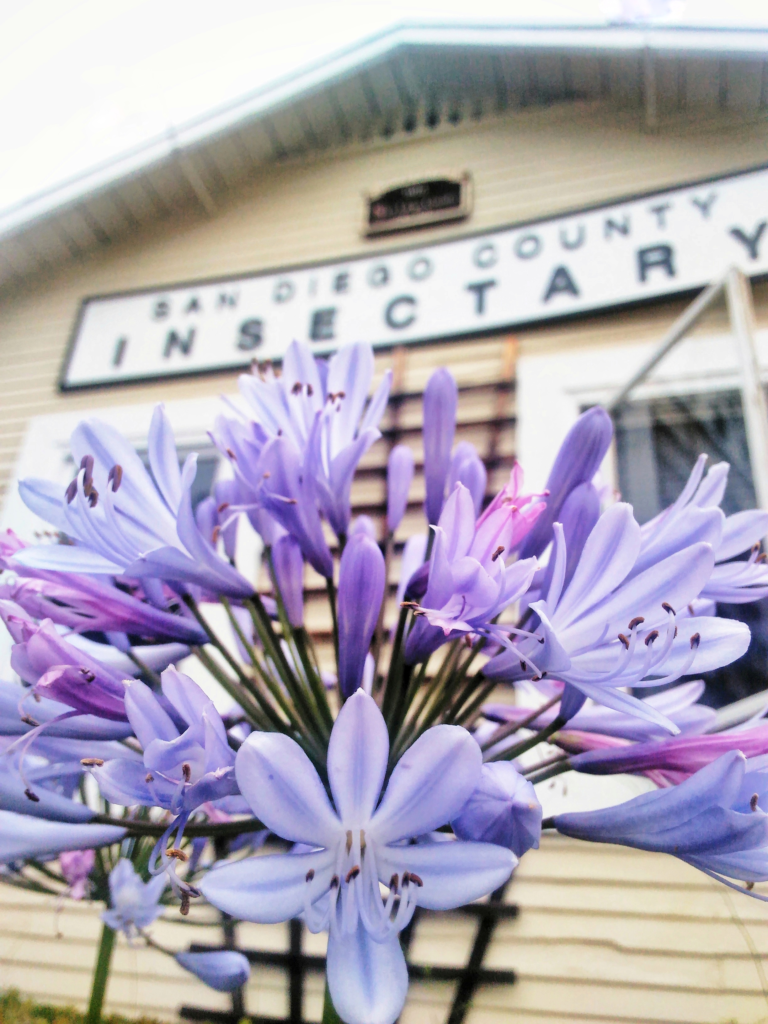 morning_blooming.jpeg