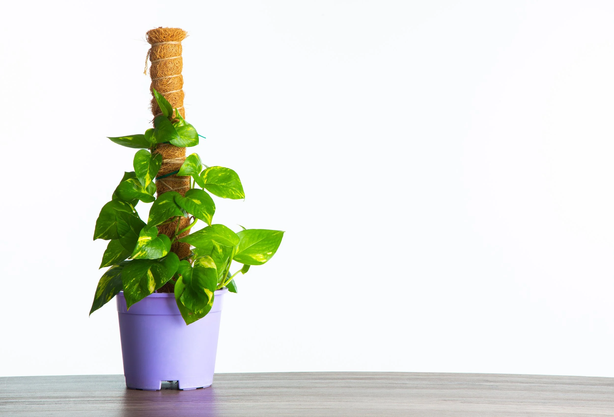 3. Golden Pothos