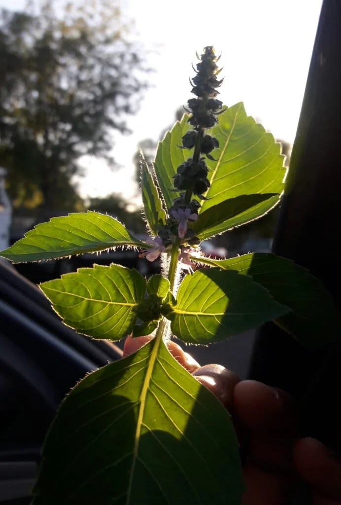 TULSI