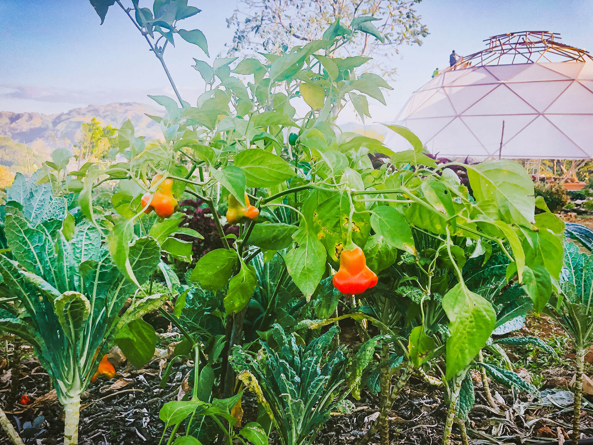Grow Your Own Food We all share an organic permaculture farm in the center of our community. Our food comes from the land where we live. The Farm