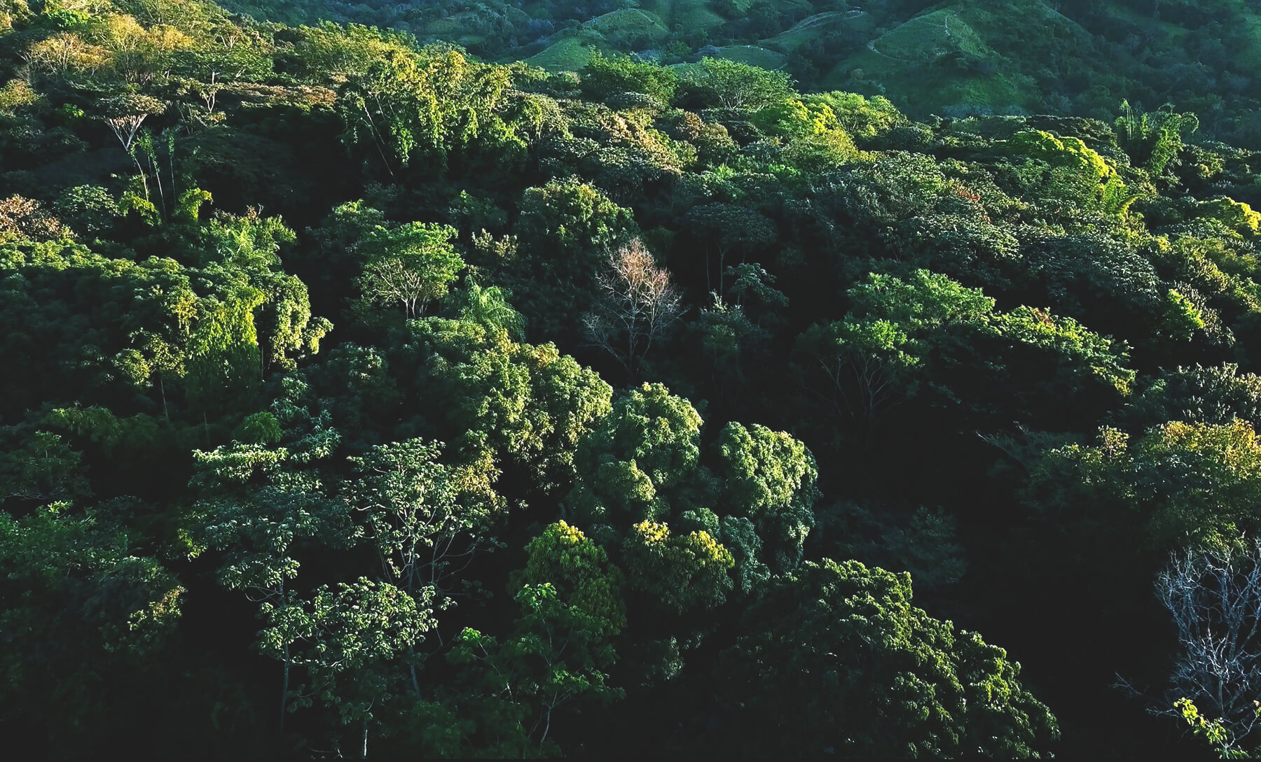   Protect Our Ecosystem   As we build our community, Alegría is reforesting our 70-hectare property, protecting our natural environment, waterways, and wildlife habitats.   Learn More  