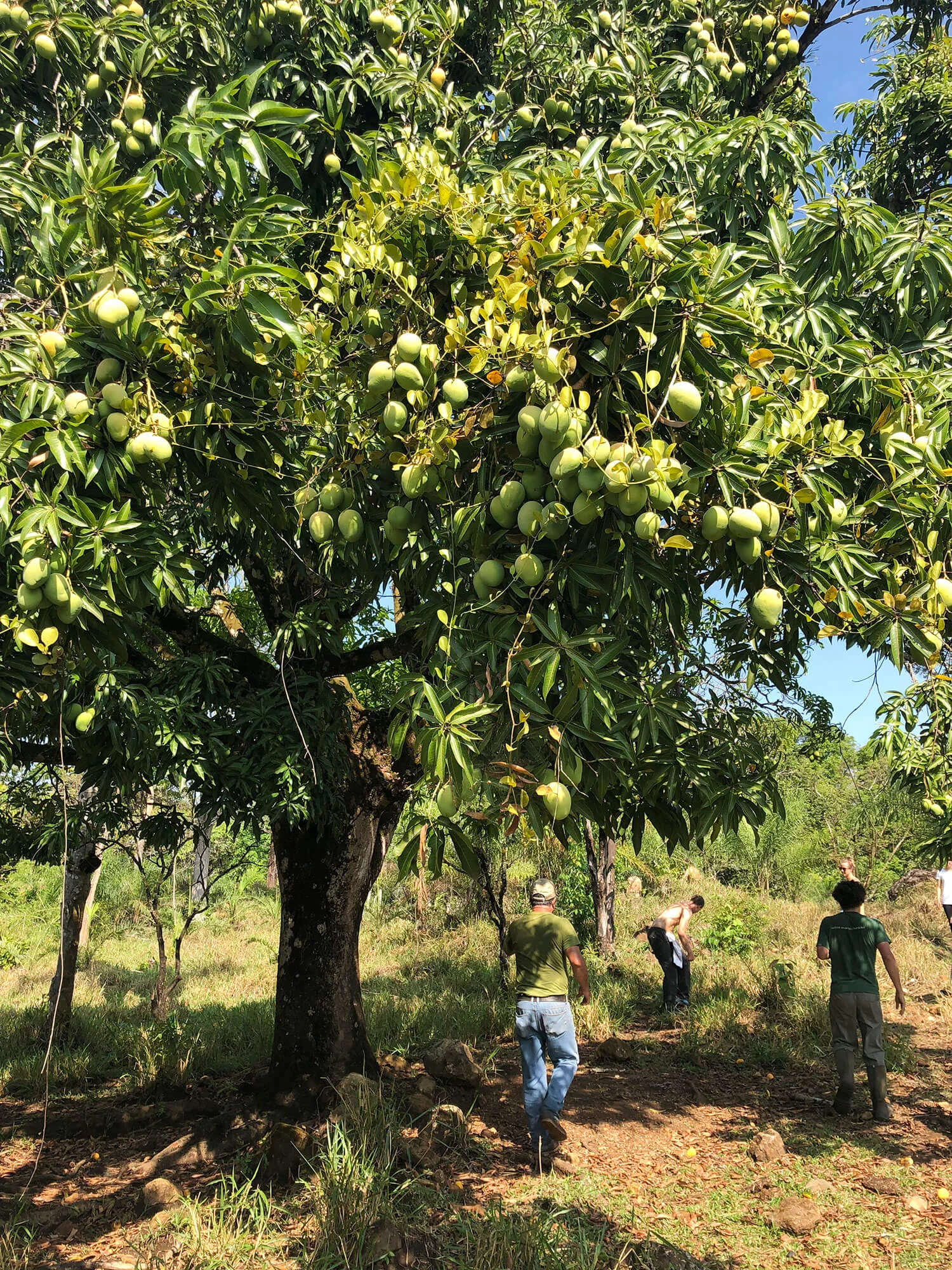 the-land-mango-trees.jpg