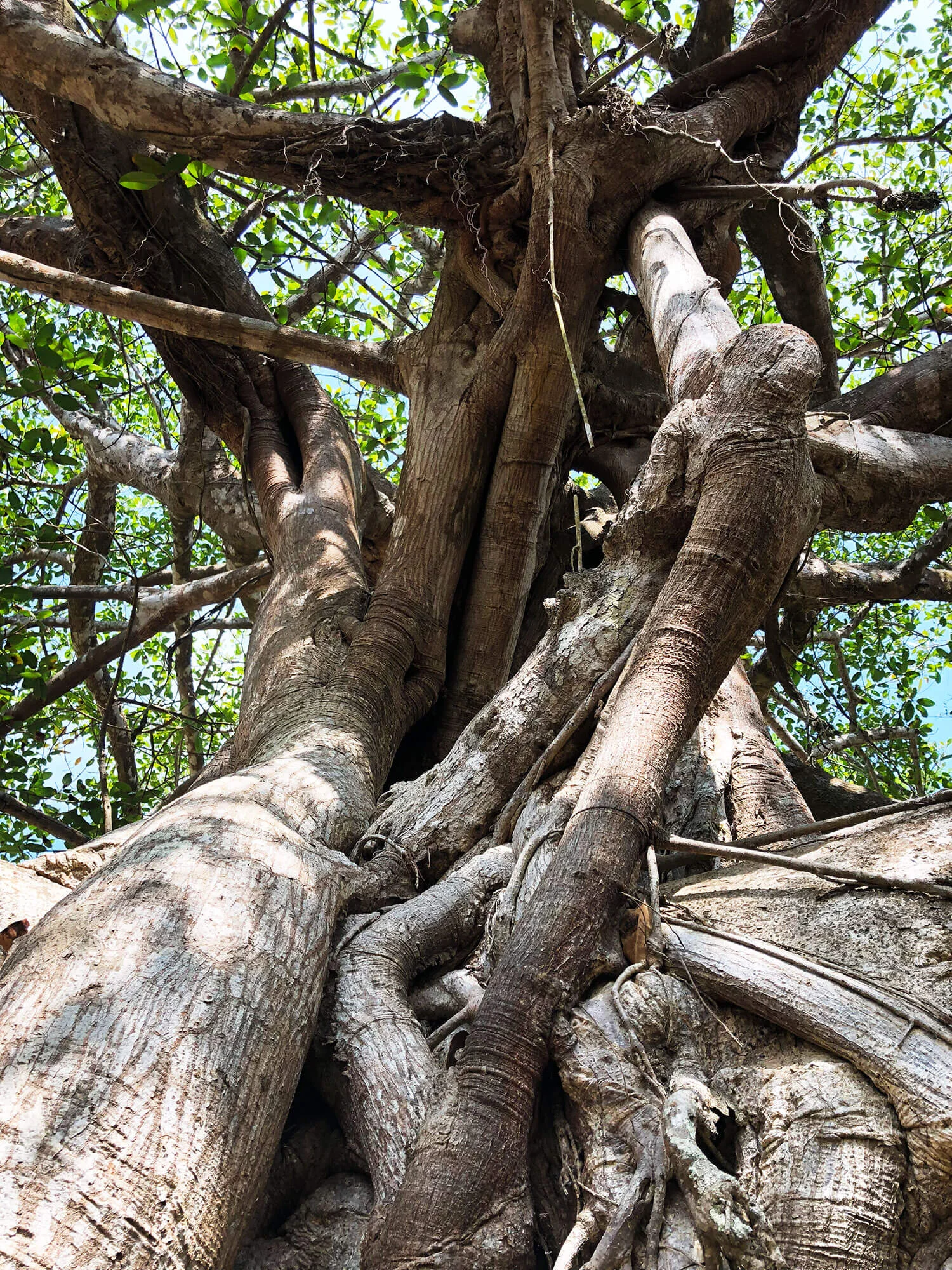 the-land-banyan-tree.jpg
