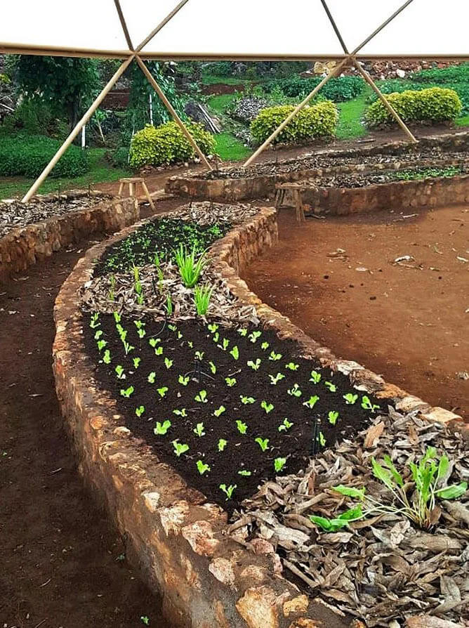 alegria-garden-beds-planted.jpg