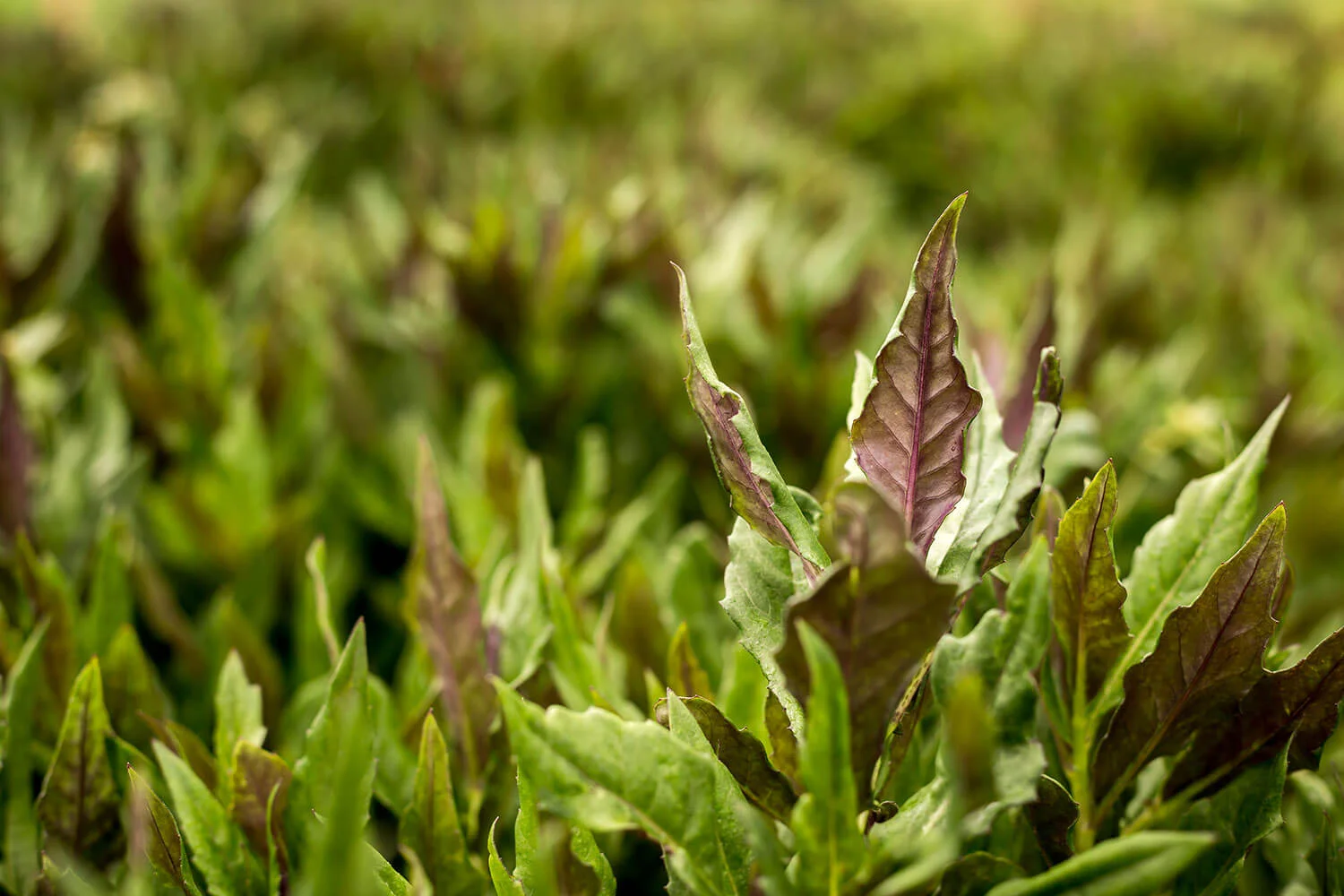 garden-basil.jpg