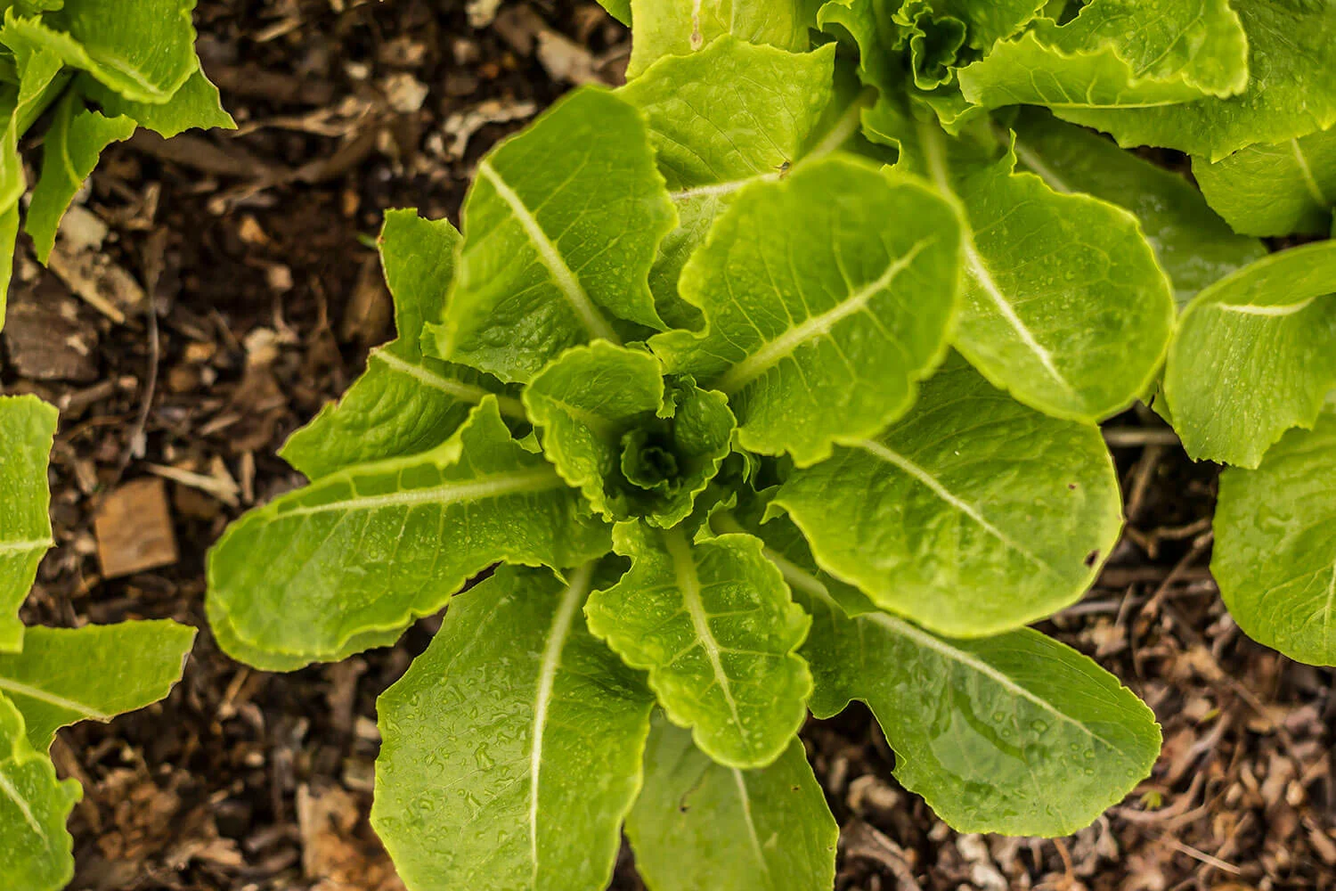 garden-cabbage-closeup.jpg