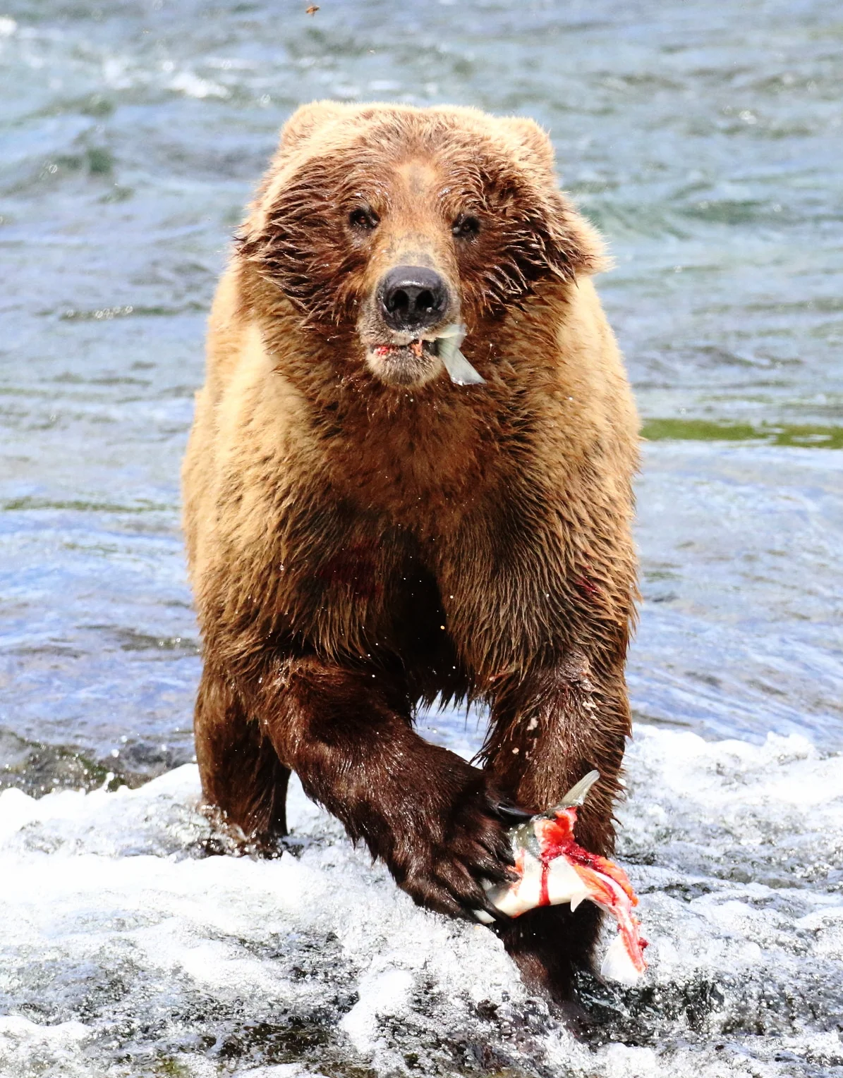Alaska: Katmai National Park