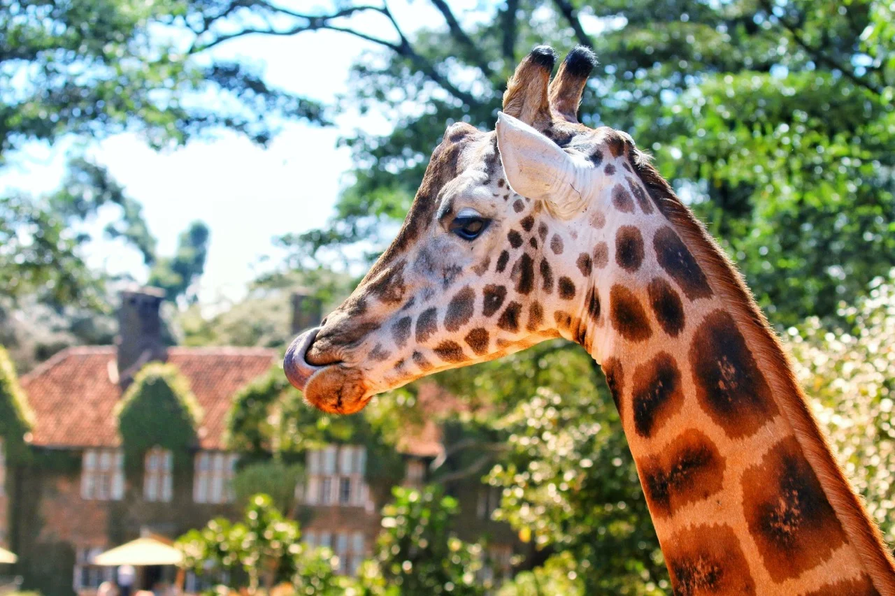 Nairobi: Giraffe Manor