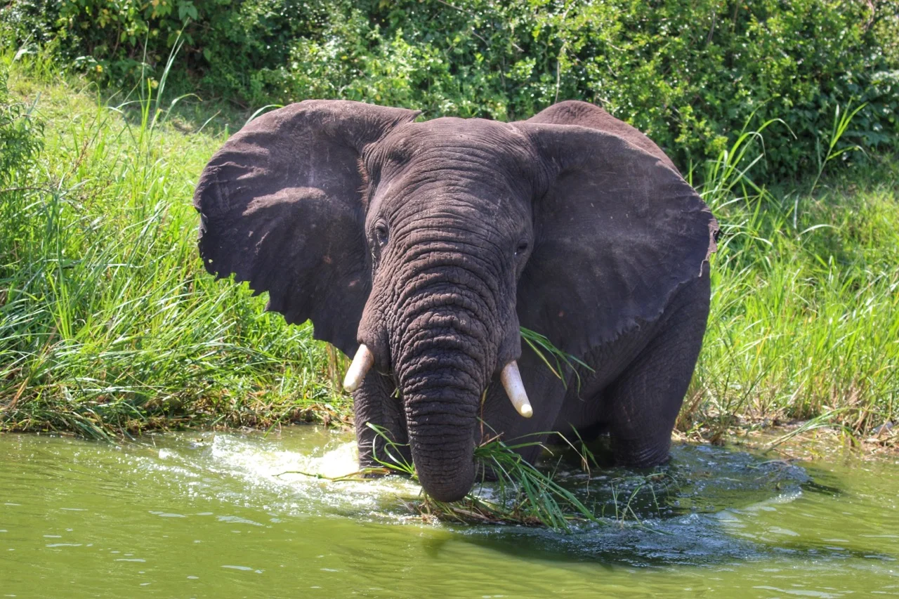 Uganda: Queen Elizabeth National Park
