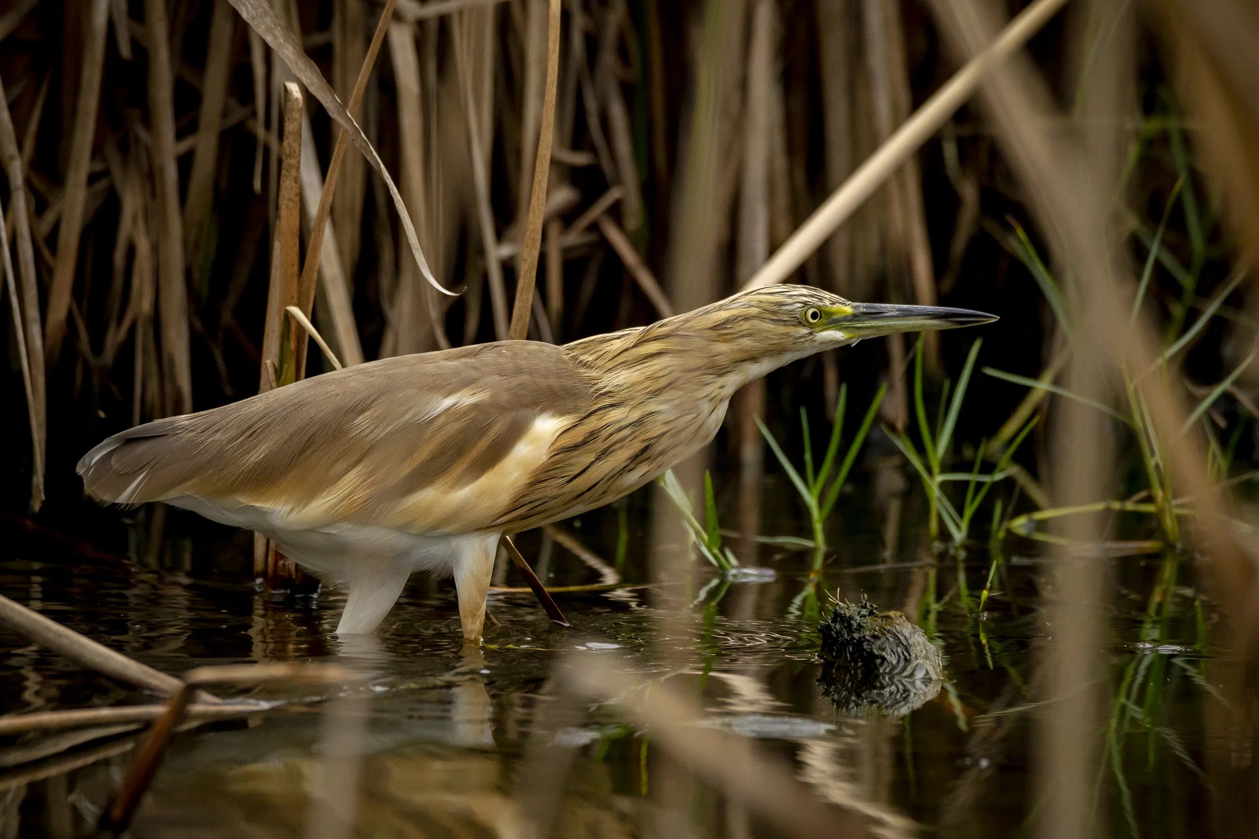 C04B8320squaccoheron-gambia-2018-lloydwinters-web_1.JPG