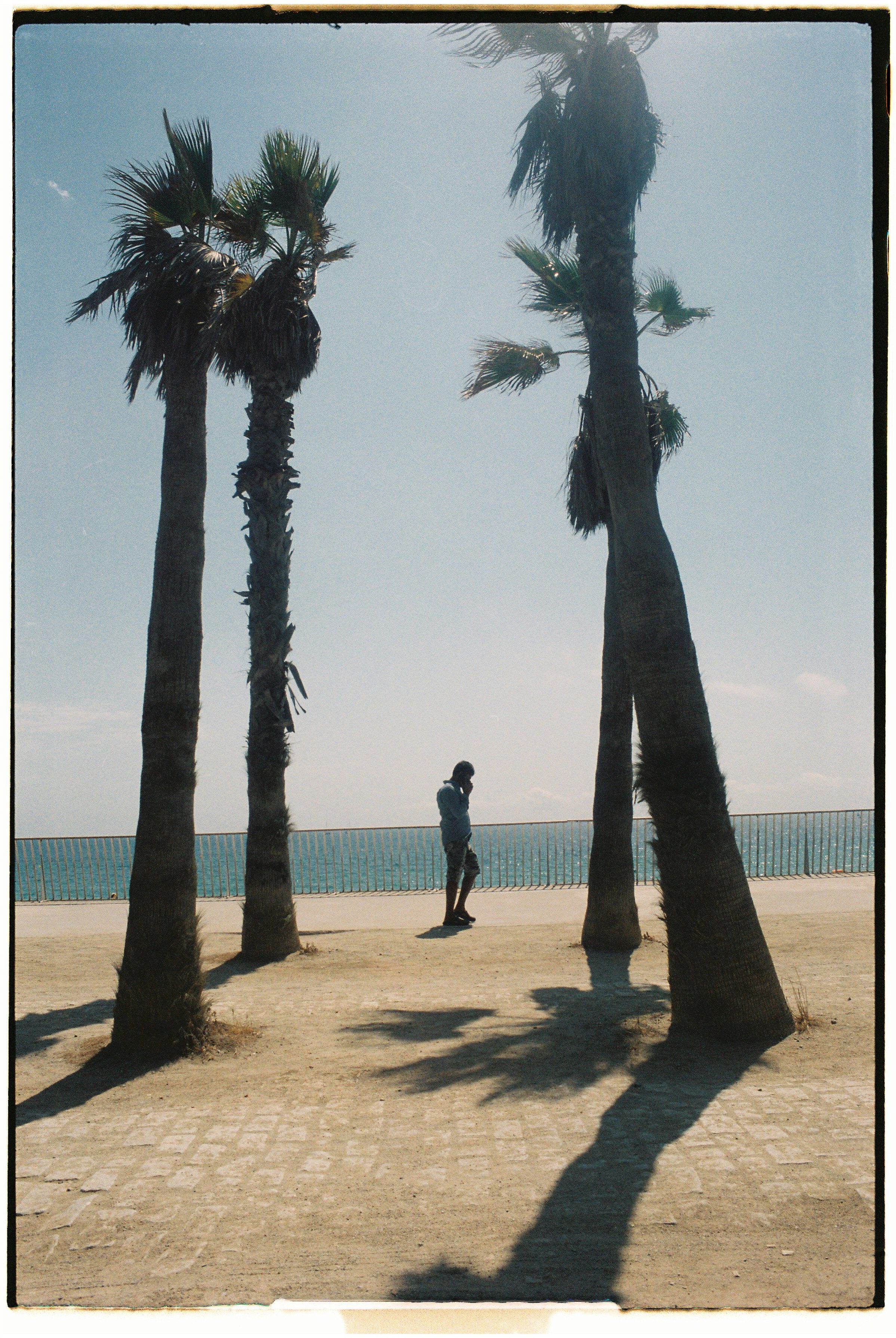 Palm trees at a beach in Barcelona, August '21