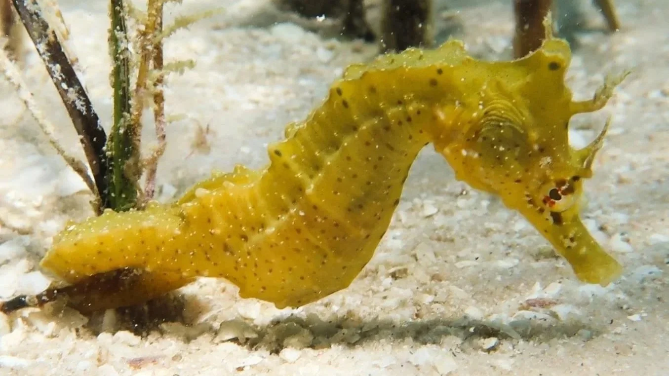 seahorse under the water.jpg