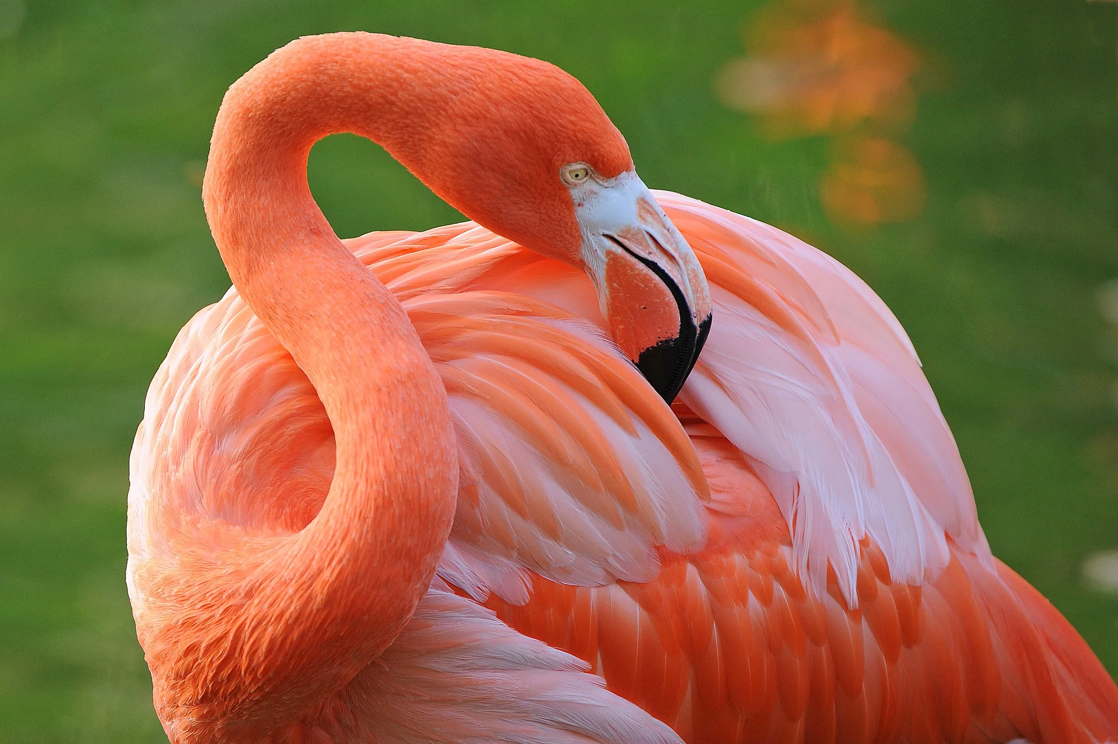 Flamingo - Replacement for Walkiing Rhino.jpg