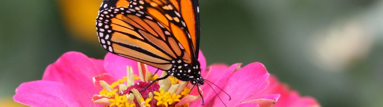 butterfly-17-1176597-1279x1050.jpg