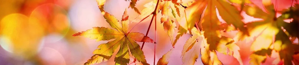 maple-2135514_1280.jpg