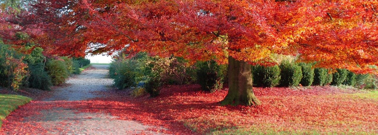 fall-1171254-1278x855.jpg