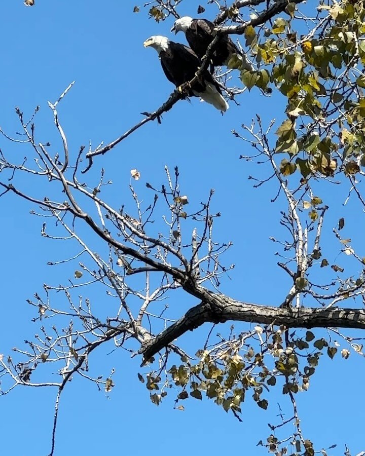 Our morning bike ride included these two bald eagles. They were talking up a storm and sitting right next to one another, something we'd@never before seen. We stopped for other birds (Herky the Hawk), too. Windy but lovely. Then @mmkull and I got bac
