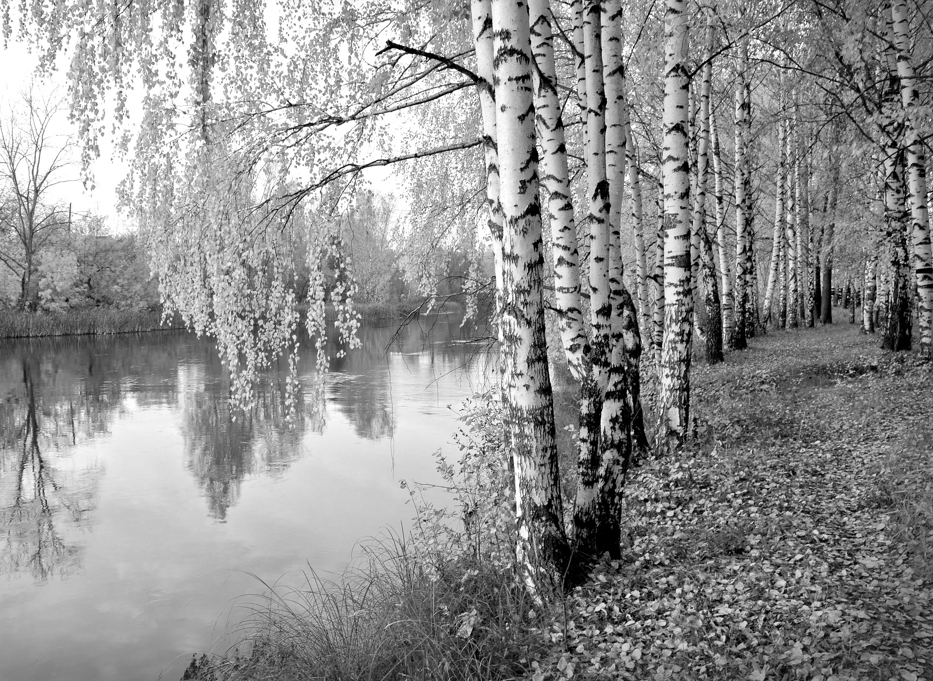 autumn-1040606_1920.jpg
