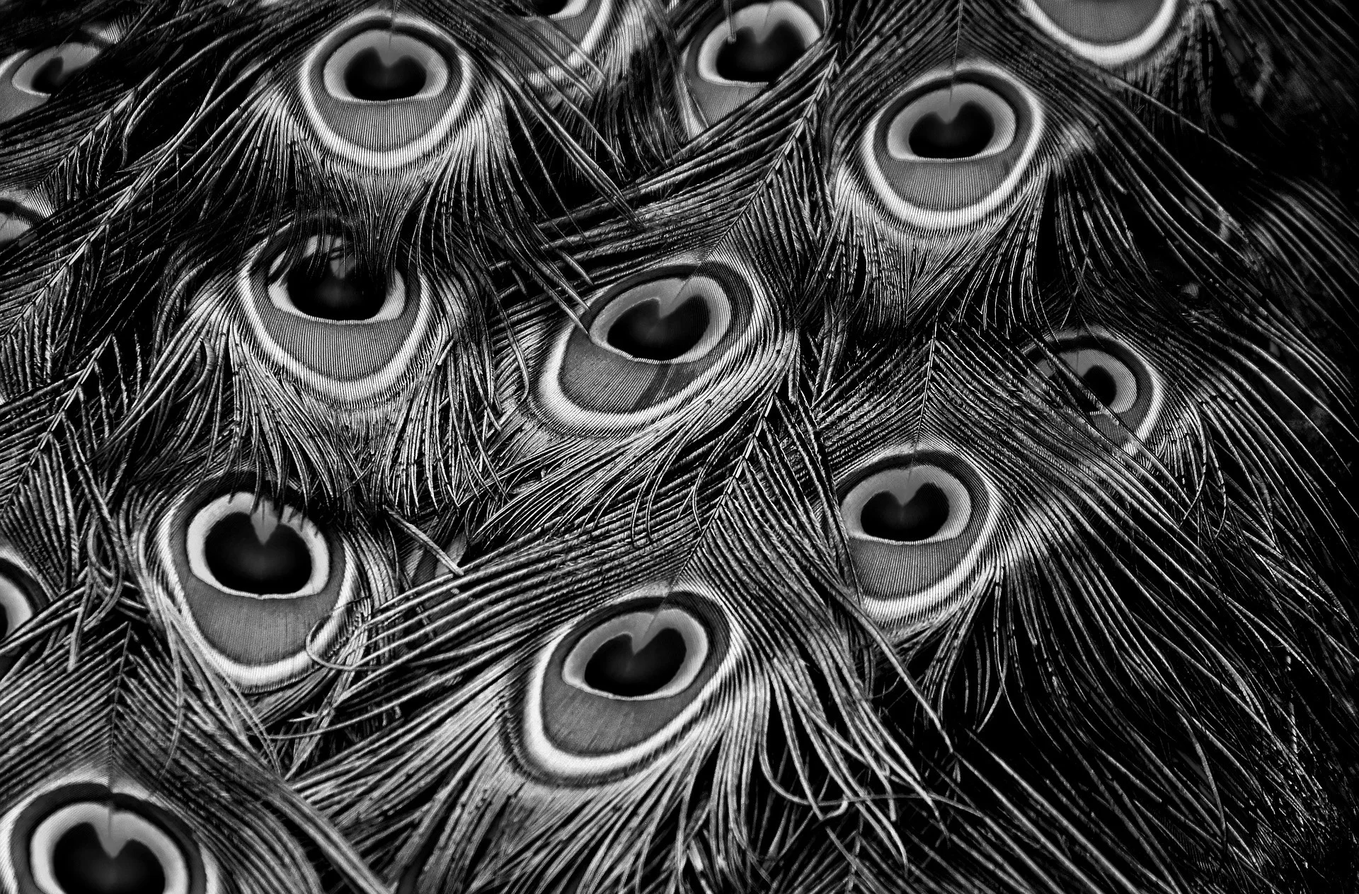 peacock-feathers-3617474_1920.jpg