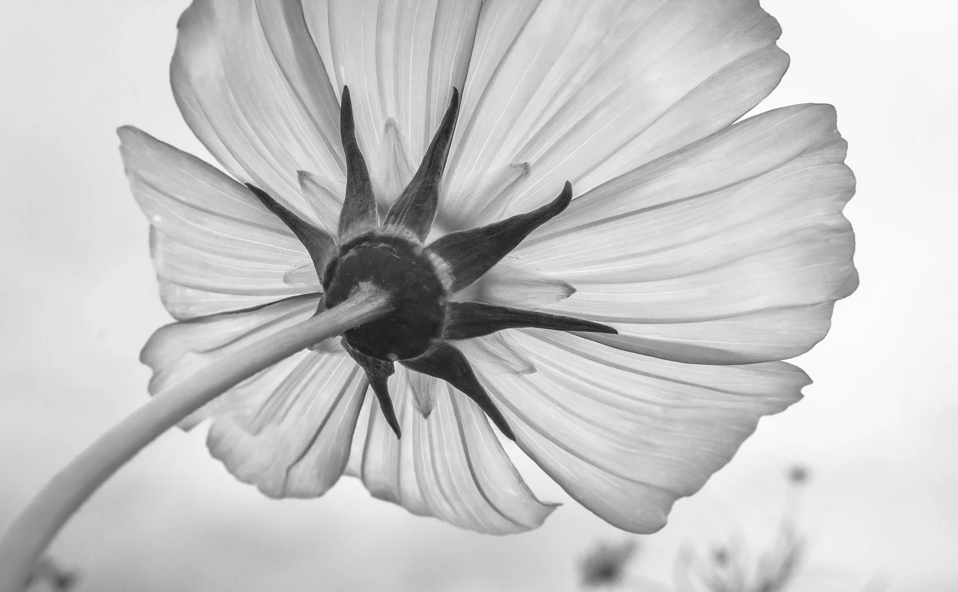 cosmos-1707295_1920.jpg