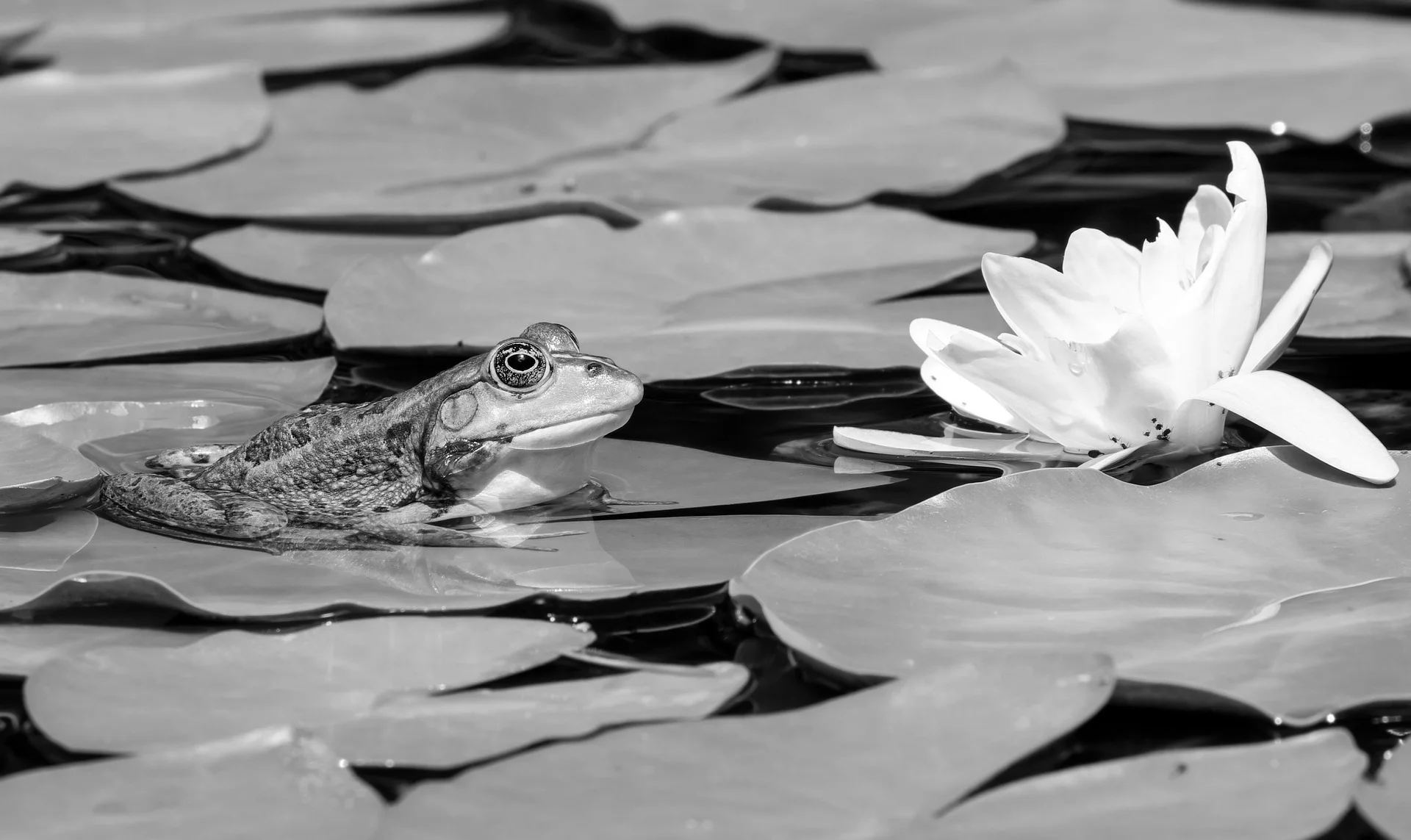frog-2504507_1920.jpg