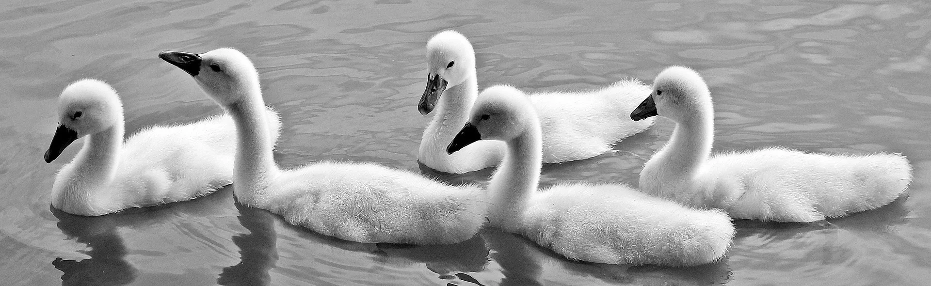 swans-1436266_1920.jpg