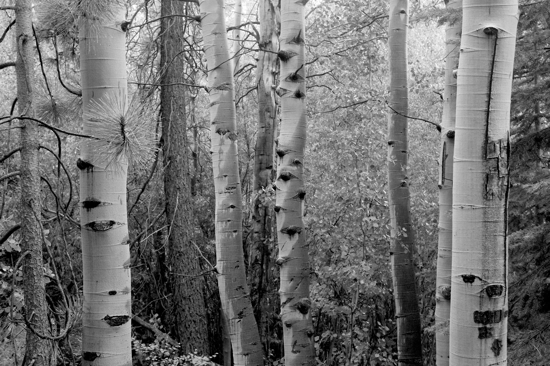 plants-vvvvv768417_1920.jpg
