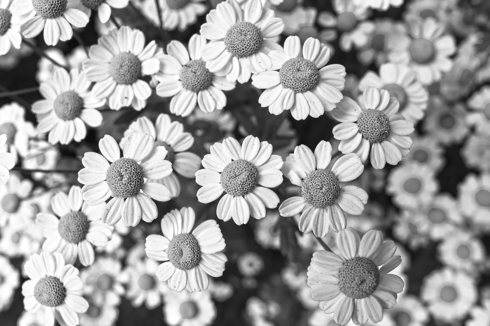 chamomile-3489847_1920.jpg