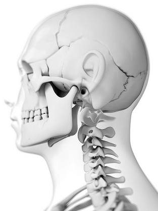 jaw and neck.png