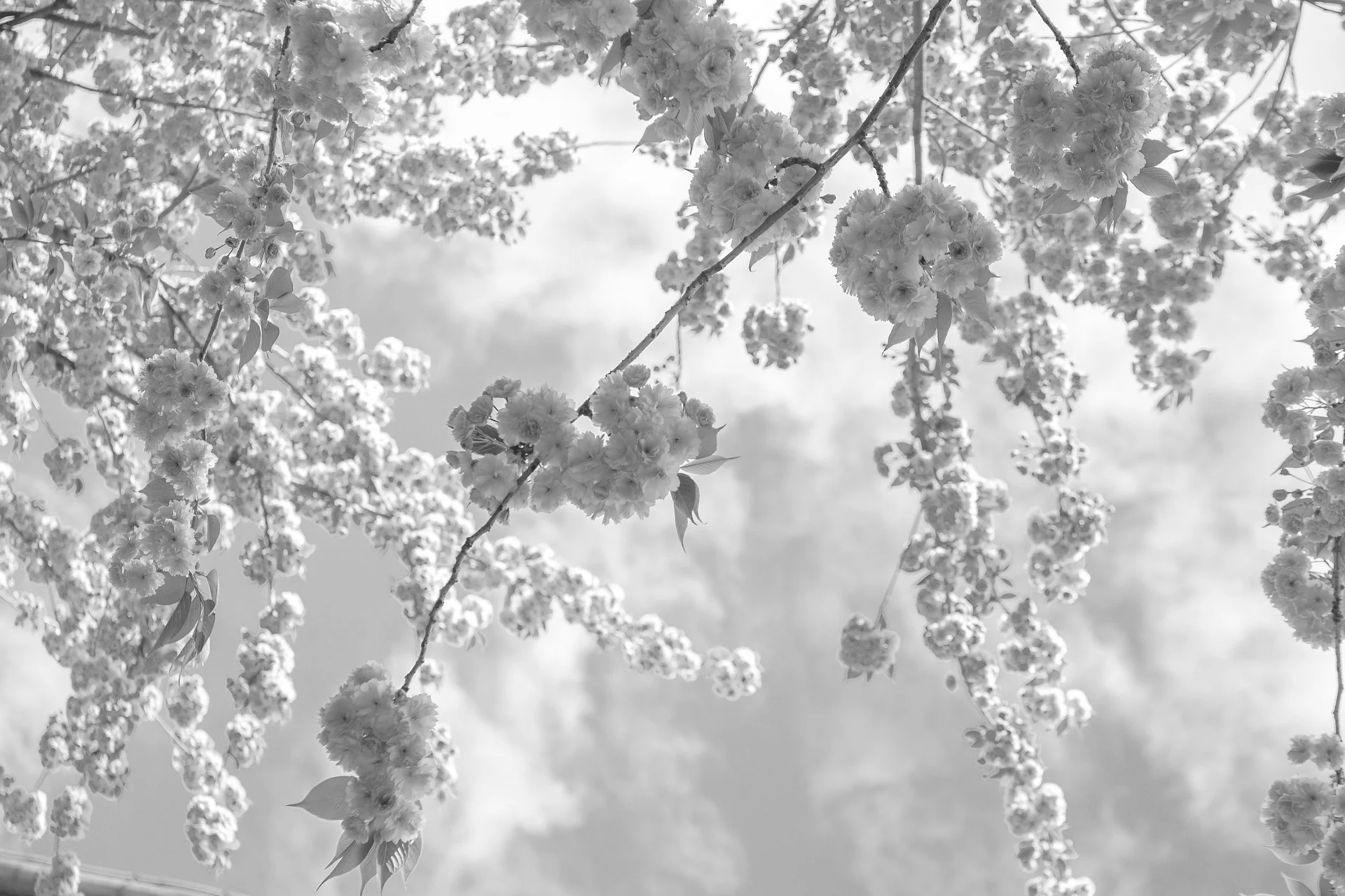 spring-2545809_1920.jpg